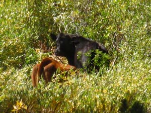 Cows around Noble Lake on the Pacific Crest Trail